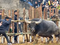 Nhìn lại những hình ảnh lễ hội chọi trâu Đồ Sơn biến thành cơn ác mộng