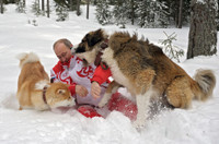 [ẢNH] Thú cưng, quà sinh nhật đặc biệt của Tổng thống Nga Vladimir Putin