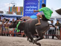 Biến chọi trâu thành đua trâu như tại Thái Lan, tại sao không?