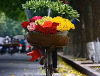 Hoa loa kèn tinh khôi xuống phố Hà Nội