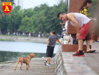 Hà Nội: Báo động tình trạng chó thả rông bất chấp nhiều tai nạn chết người