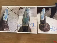 Cận cảnh số lượng lớn ngà voi giả được cán bộ Hải quan đánh tráo