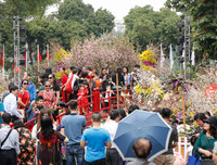 Rực rỡ lễ hội hoa anh đào