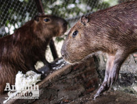 [ẢNH] Đầu năm Tý xem chuột khổng lồ nặng đến 100kg nhưng đặc biệt hiền lành ở Hà Nội