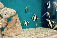 Bảo tàng Hải dương học - nơi khám phá đại dương và giáo dục về tài nguyên, chủ quyền biển đảo