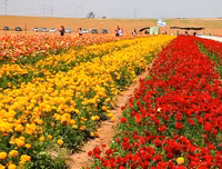 Israel, bậc thầy về lĩnh vực nông nghiệp từ trên mảnh đất khô cằn khiến thế giới bái phục
