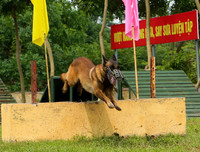 Cảnh khuyển tranh tài tấn công tội phạm, phát hiện thuốc nổ