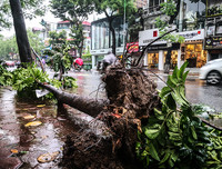 [ẢNH] Hà Nội: Mưa lớn, nhiều cây xanh bật gốc