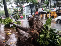 [ẢNH] Hà Nội: Mưa lớn, nhiều cây xanh bật gốc
