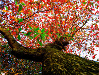 Hà Nội mùa cây bàng đỏ lá