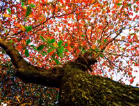 Hà Nội mùa cây bàng đỏ lá