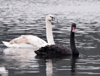 Ngắm đàn thiên nga tại 'nhà mới'- hồ Thiền Quang