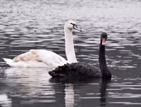 Ngắm đàn thiên nga tại 'nhà mới'- hồ Thiền Quang