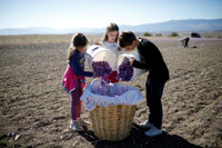 [ẢNH] Khám phá việc thu hoạch Saffron – 