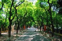 Những khoảng xanh hạ nhiệt giữa mùa hè Hà Nội