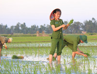 Những chiến sĩ công an hăng hái xuống đồng giúp dân cấy lúa