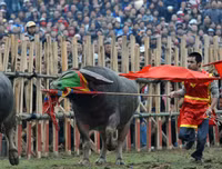 Nhìn lại những hình ảnh lễ hội chọi trâu Đồ Sơn biến thành cơn ác mộng