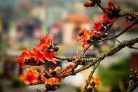 Thắp sáng cao nguyên đá bằng một màu hoa gạo