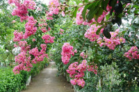 Những điểm check in với hoa tường vi ở Hà Nội