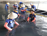 Công nhân dầm mình dưới bùn làm sạch sông Tô Lịch