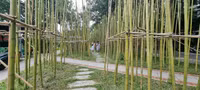 Rừng trúc thu nhỏ nằm giữa lòng Hà Nội