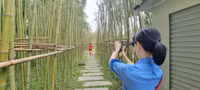 Rừng trúc thu nhỏ nằm giữa lòng Hà Nội