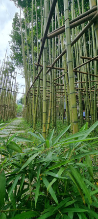 Rừng trúc thu nhỏ nằm giữa lòng Hà Nội