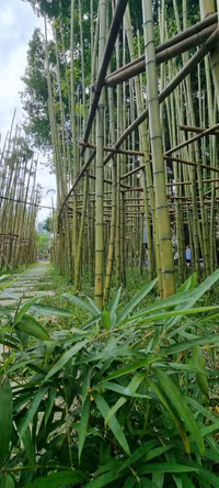 Rừng trúc thu nhỏ nằm giữa lòng Hà Nội