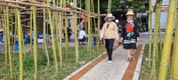 Rừng trúc thu nhỏ nằm giữa lòng Hà Nội