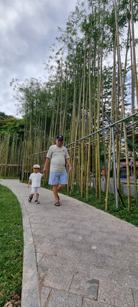 Rừng trúc thu nhỏ nằm giữa lòng Hà Nội