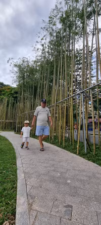 Rừng trúc thu nhỏ nằm giữa lòng Hà Nội