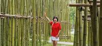 Rừng trúc thu nhỏ nằm giữa lòng Hà Nội