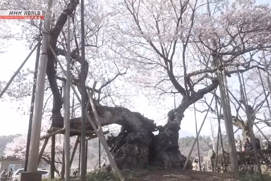 Cây anh đào 2.000 năm tuổi nổi tiếng nhất Nhật Bản nở rộ