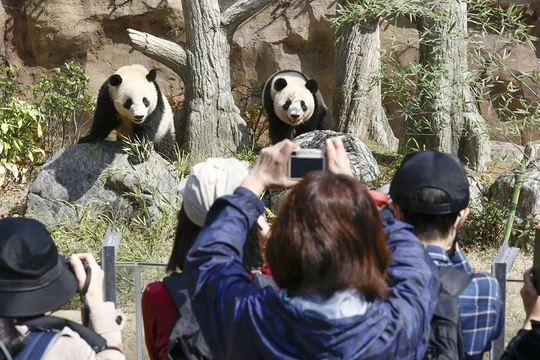 Người dân Nhật Bản tiếc nuối khi cặp gấu trúc cuối cùng được trả về Trung Quốc