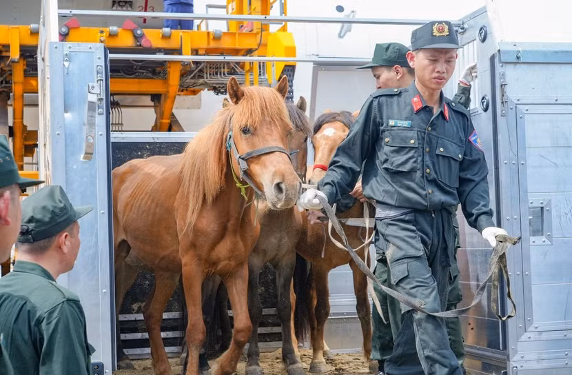 Những chú ngựa mới vừa trải qua hơn 5 giờ bay từ Ulaanbaatar đến Hà Nội