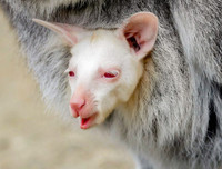 Những bức ảnh dị thường - kỳ quặc nhất năm 2019, càng ngắm kỹ càng thấy thú vị