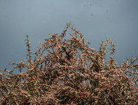 Không thể xem thường: 1/10 dân số thế giới có thể 