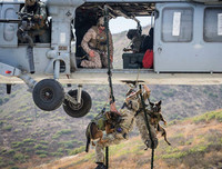 [Ảnh] Hé lộ quy trình tuyển mộ và huấn luyện chó nghiệp vụ của đặc nhiệm Mỹ