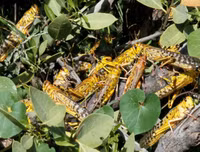 Không thể xem thường: 1/10 dân số thế giới có thể 