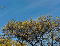 Không thể xem thường: 1/10 dân số thế giới có thể 