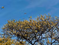 Không thể xem thường: 1/10 dân số thế giới có thể 