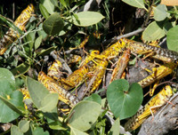 Không thể xem thường: 1/10 dân số thế giới có thể 