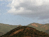 Không thể xem thường: 1/10 dân số thế giới có thể 