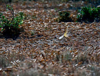 Không thể xem thường: 1/10 dân số thế giới có thể 