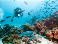 [Ảnh] Đội tàu đánh cá 