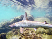 [Ảnh] Đội tàu đánh cá 