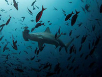 [Ảnh] Đội tàu đánh cá 