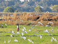 Những thú vị về chương trình sử dụng động vật gián điệp trong Chiến tranh Lạnh mà CIA vừa giải mật