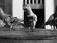 Những thú vị về chương trình sử dụng động vật gián điệp trong Chiến tranh Lạnh mà CIA vừa giải mật