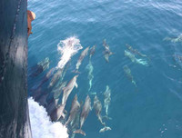 Những thú vị về chương trình sử dụng động vật gián điệp trong Chiến tranh Lạnh mà CIA vừa giải mật